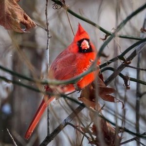 Meet your Posher, Vickie